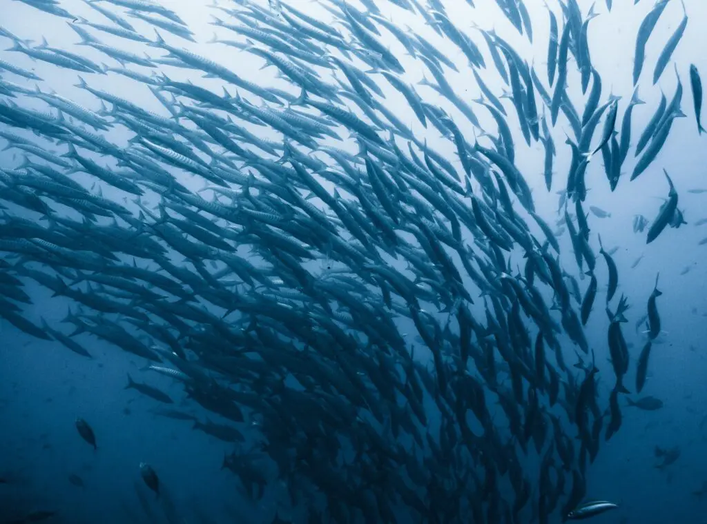 School of barracuda swimming