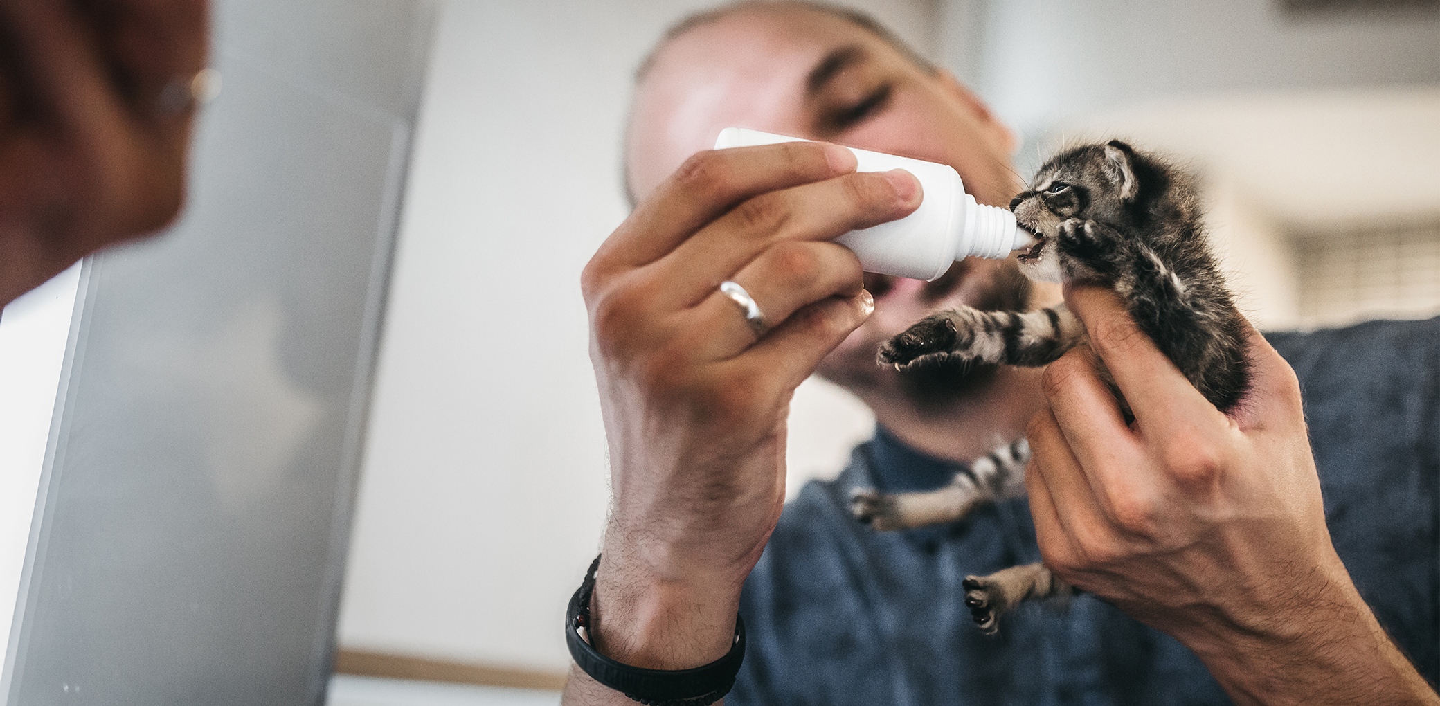 A closeup image of a veterinarian feeding a kitten with a bottle.