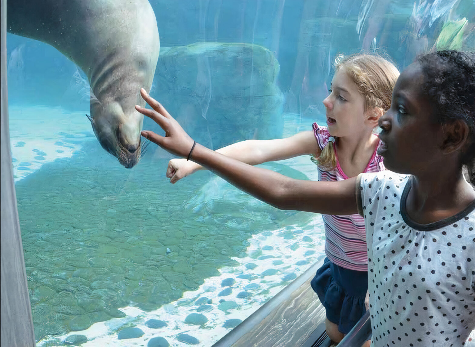Two children reach out to touch the glass of an aquarium, behind which a seal is playing.
