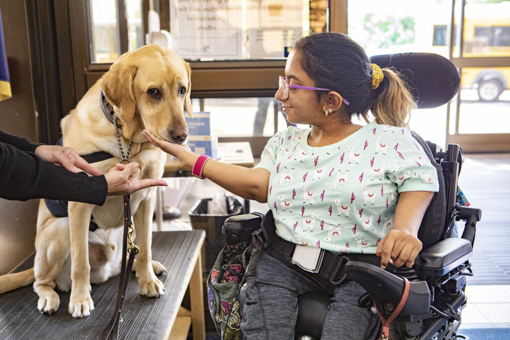 A person with a disability at the Viscardi Center pets a labrador retriever.