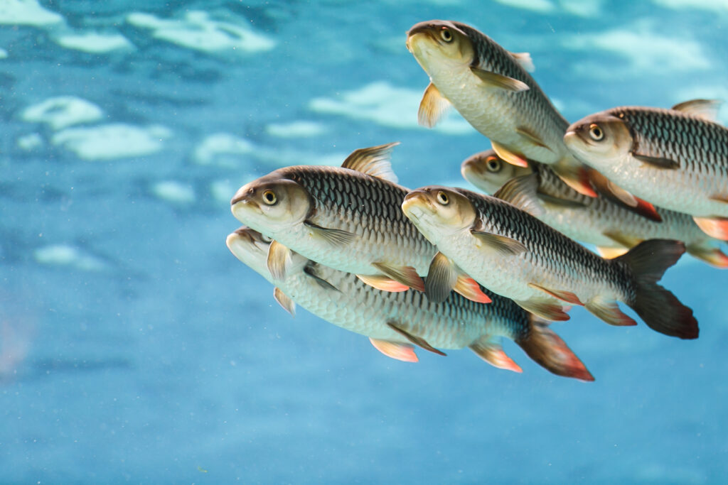 school of fish swimming in blue water